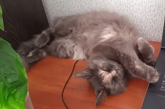 Пропала кошка