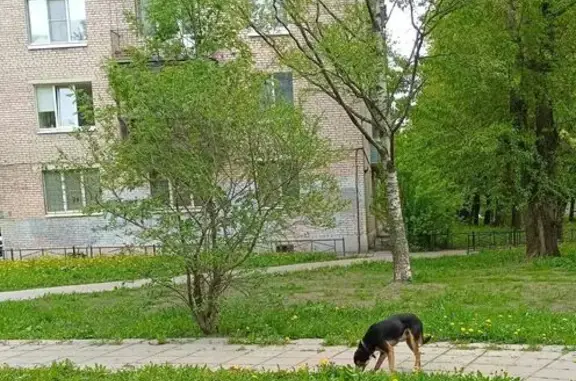 Найдена собака, Санкт-Петербург, фото: Найдена собака, Санкт-Петербург