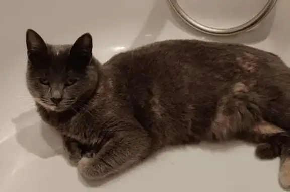 Пропала кошка, Клязьма