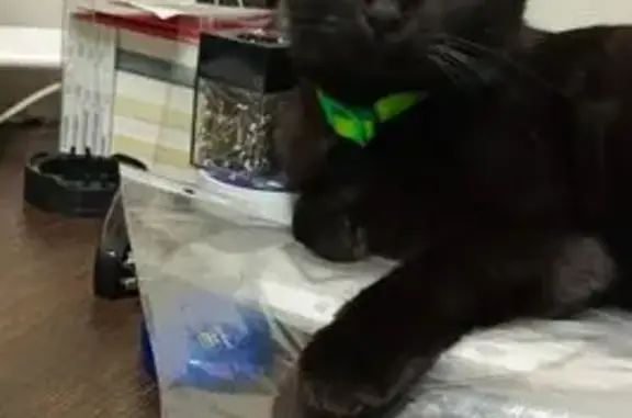 Пропала кошка, Находка
