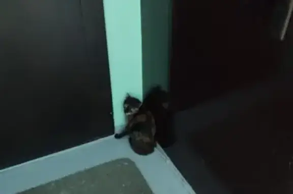 Кошка найдена: пр. Металлургов, 53, Крск