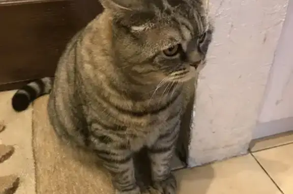 Потерянные животные Ярославль, фото: Пропала кошка, ул. Лесная Поляна, 30