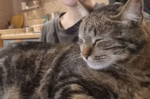 Кошки потеряшки, Магнитогорск, фото: Потеряшка кошка, ул. Правды 28/1, Магнитогорск