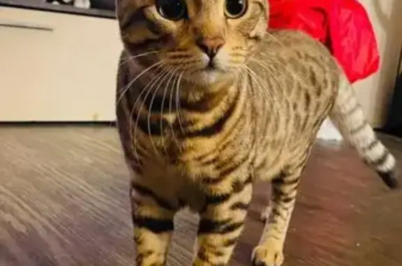 Пропала кошка, Казань