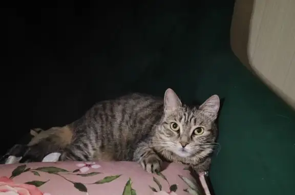 Потерянные животные Ханты-Мансийск, фото: Пропала кошка, Светлая ул., 20, Х-Мансийск