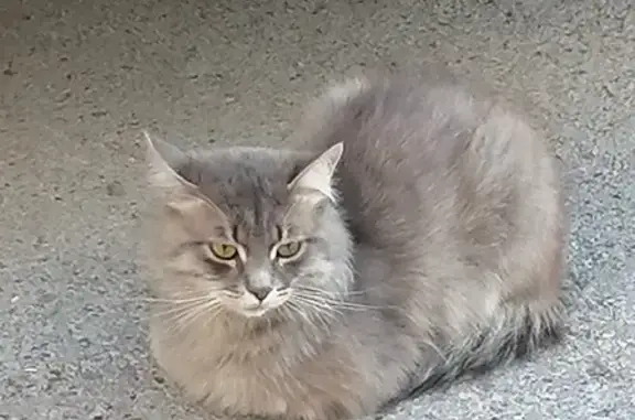 Найдена кошка, Уфа, фото: Кошка найдена: ул. Исмагилова, 21, Уфа