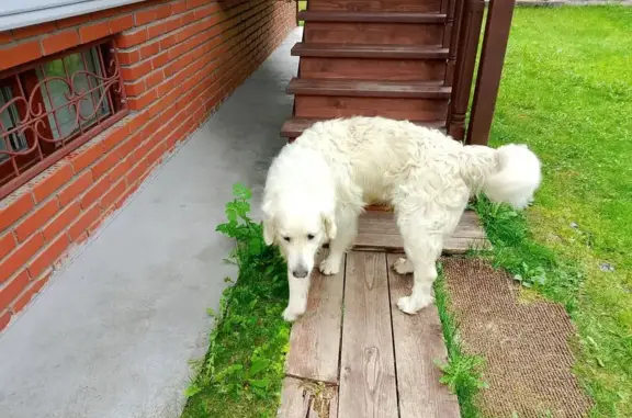 Найдена собака, , фото: Собака найдена на ул. Каушта, 9