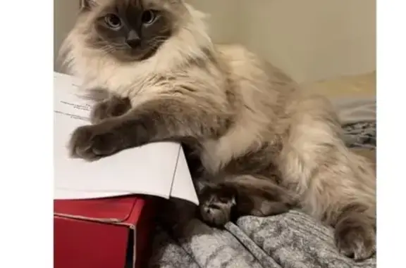 Кошки потеряшки, Большой Сочи, фото: Потеряшка кошка, Цветочная 50, Сочи