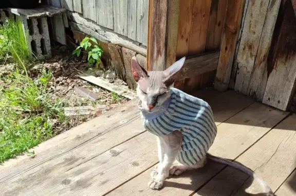 Найдена кошка в Канлы, Башкортостан