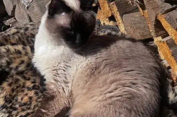Пропала кошка, Смоленская область