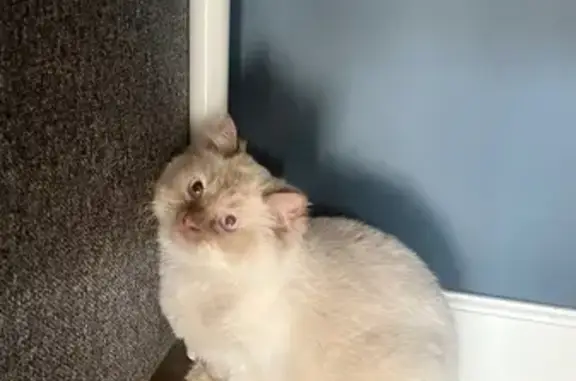 Кошка найдена: Красный Бор, кисточка 3