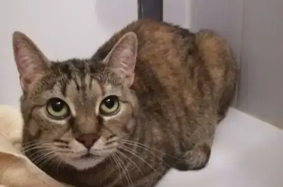 Кошка найдена у Куйбышева 123В, Екат.