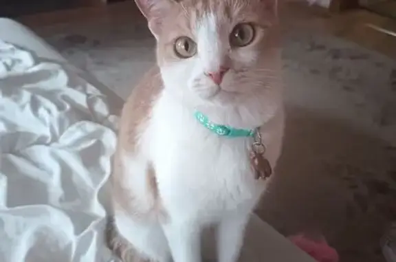 Кошки потеряшки, Новороссийск, фото: Потеряшка кошка, Московская 9, Новороссийск