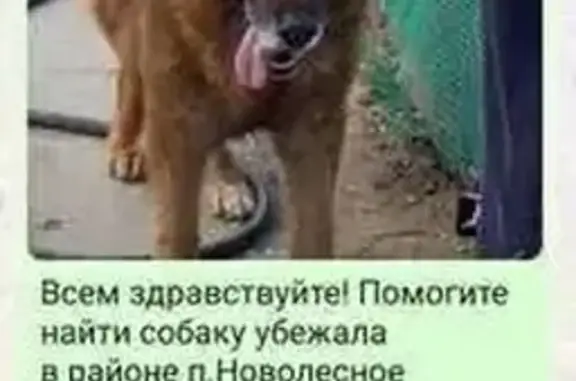 Пропала собака, Астрахань