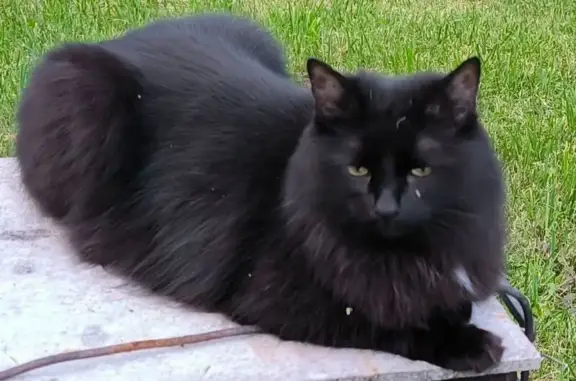 Кошки потеряшки, Московская область, фото: Потеряшка кошка, 60 Лет Октября, МО