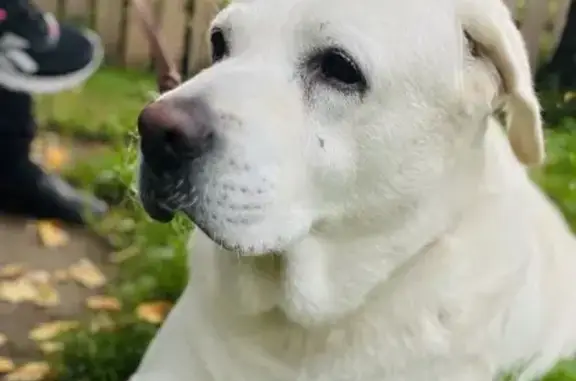 Собаки потеряшки, , фото: Лабрадор пропал на Центр. ул., Калинки