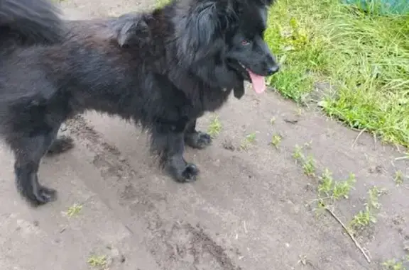 Собака найдена, Аэропортовская 27, Курск