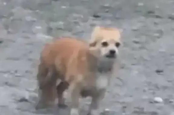 Найдена собака, Дивногорск, фото: Собака найдена: Нижний пр., 29, Дивногорск