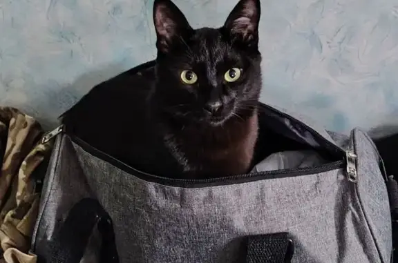 Пропала кошка