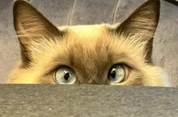 Кошки потеряшки, Большой Сочи, фото: Потеряшка кошка, ул. Цветочная, 19В, Сочи