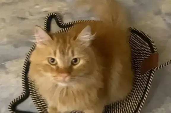 Пропала кошка