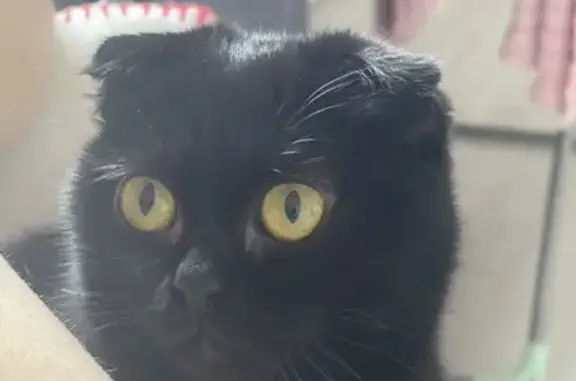 Черная кошка найдена: Дорожный пер., 40