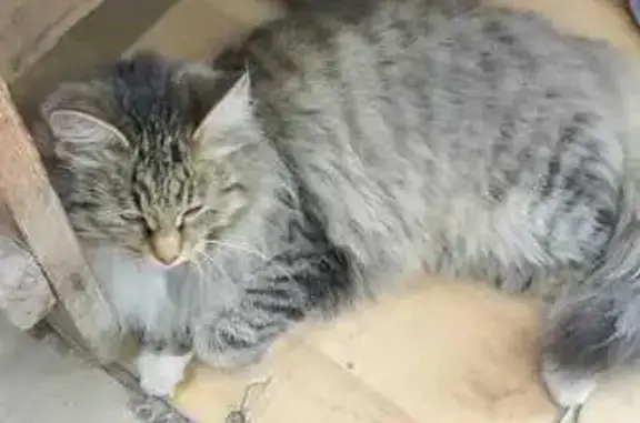 Найдена кошка, Чебоксары