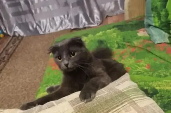 Кошки потеряшки, Ростов-на-Дону, фото: Потеряшка кошка, Красногвардейская 93, Ростов