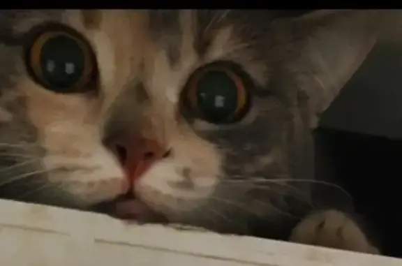 Найдена кошка, Ростов-на-Дону, фото: Кошка найдена: Плужная ул., 6, Ростов-на-Дону