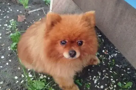 Найдена собака, Челябинск, фото: Шпиц найден: 2-я Павелецкая 22, Челябинск