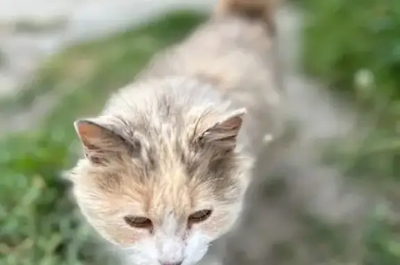 Найдена кошка, Симферополь, фото: Найдена кошка, Симферополь