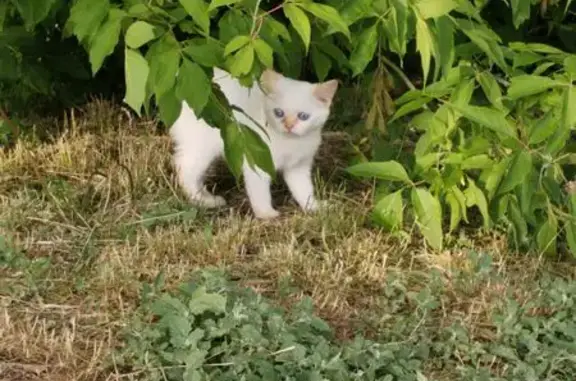 Кошка найдена, ул. Мичуринская, 119