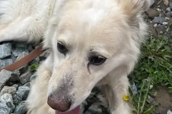 Найдена собака, Новосибирск, фото: Собака найдена: ул. Выборная, 156к1