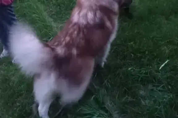 Собака найдена: ул. Вострецова, 22, Челябинск