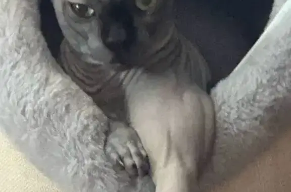 Пропала кошка