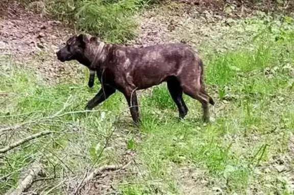 Собака найдена у санатория Мцыри, МО