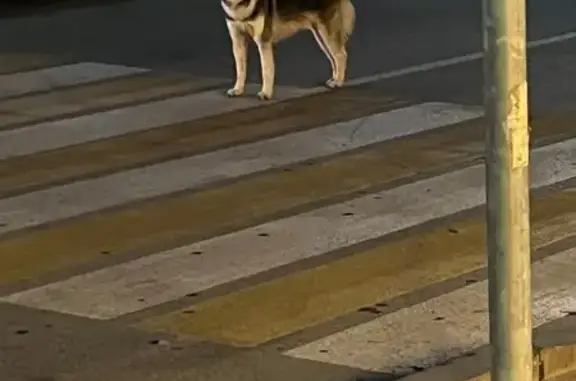 Хаски найдена: ул. Рокоссовского, 117