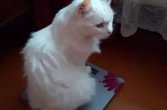 Пропала кошка, Кострома