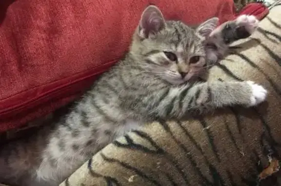 Пропала кошка, Иглино