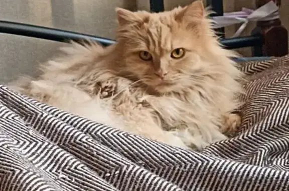 Кошки потеряшки, Москва, фото: Потеряшка кошка, Люберцы, Юбилейная 3