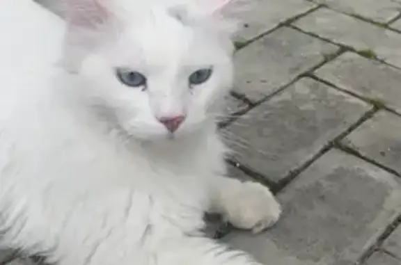 Кошка найдена: Московская наб., 5, Чебоксары