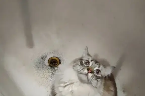 Кошка найдена: ул. Мира, 101, Йошкар-Ола