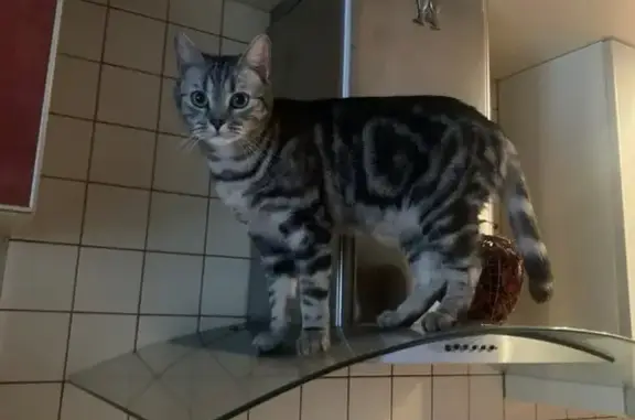 Пропала кошка, Рязань