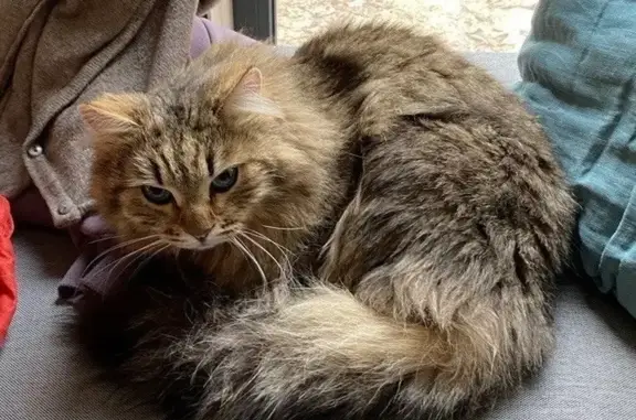 Пропала кошка, Пушкино