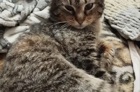 Пропала кошка, Калуга
