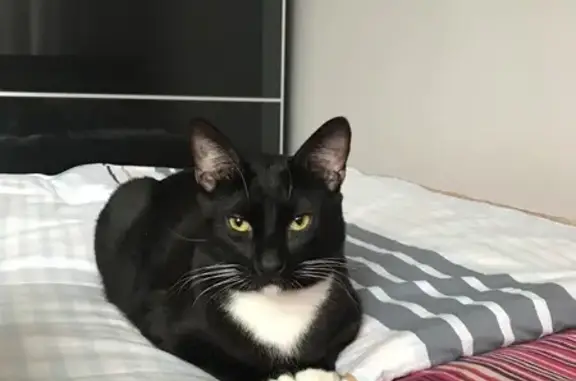 Кошки потеряшки, Санкт-Петербург, фото: Потеряшка кошка на Новосельковской, 15