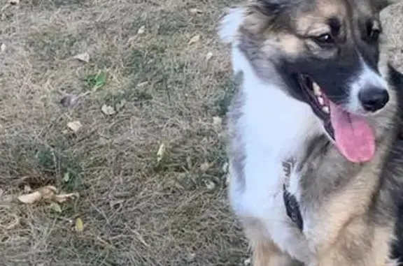 Собаки потеряшки, , фото: Потеряшка собака, Южный мкрн, 12, Строитель