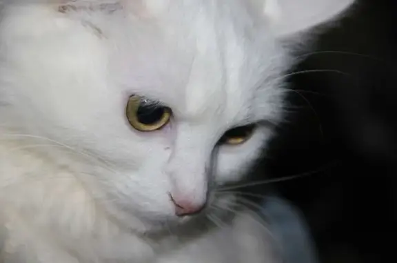 Пропала кошка, Су-Псех