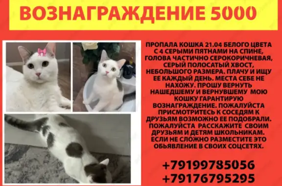 Пропала кошка, Чебоксары