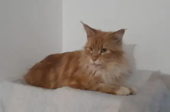 Найдена кошка у студии на Фрунзе, 33